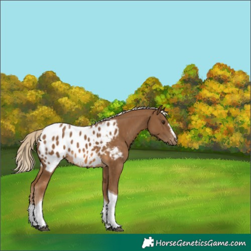 Horse Color:Chocolate Palomino Tobiano Appaloosa