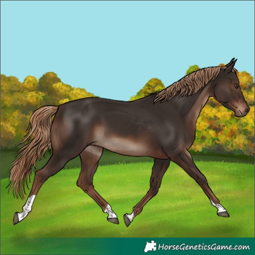 Horse Color:Liver Chestnut Tobiano Rabicano 
