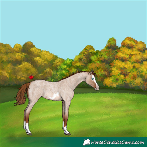 Horse Color:Red Dun Roan Splash Frame Rabicano