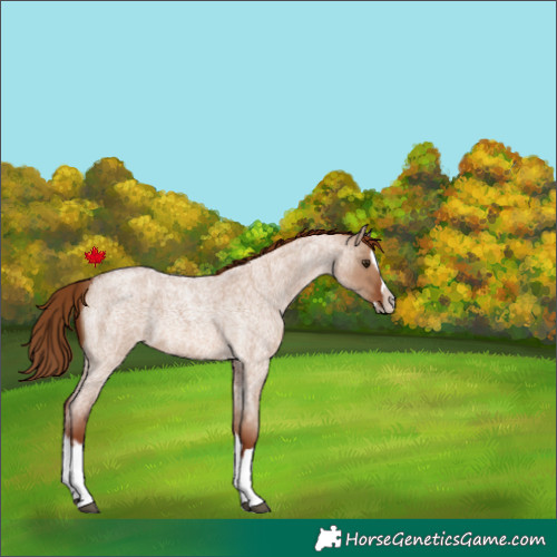 Horse Color:Red Dun Roan Splash Frame Rabicano