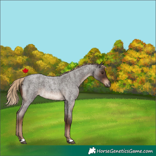 Horse Color:Liver Red Roan Tobiano Rabicano 