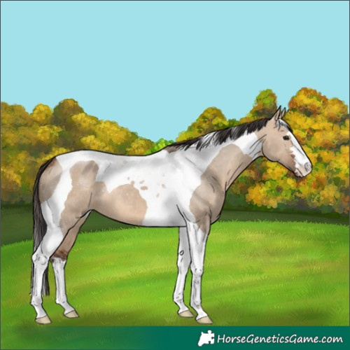 Horse Color:Bay Dun Tobiano 