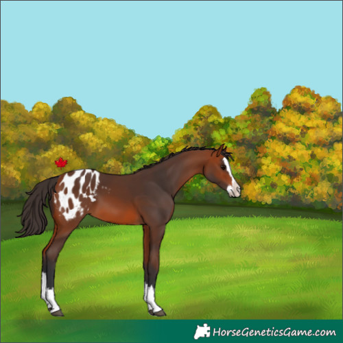 Horse Color:Bay Splash Appaloosa 