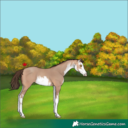 Horse Color:White Spotted Amber Champagne 