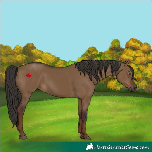 Horse Color:Gray Liver Red Dun 