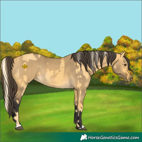 Horse Color:Palomino Dun Rabicano  and Buckskin Dun Rabicano 