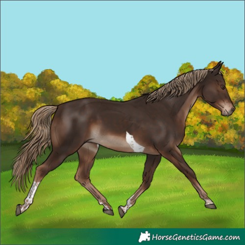 Horse Color:Liver Chestnut Tobiano Rabicano 