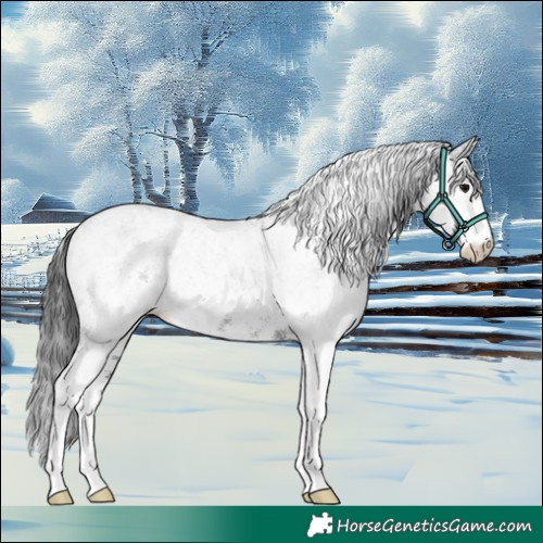 Horse Color:White Spotted Black