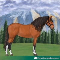 Horse Color:Bay Tobiano 