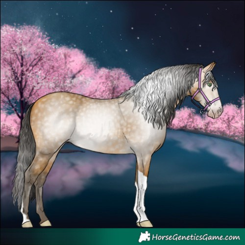 Horse Color:Gray Amber Cream Champagne Tobiano