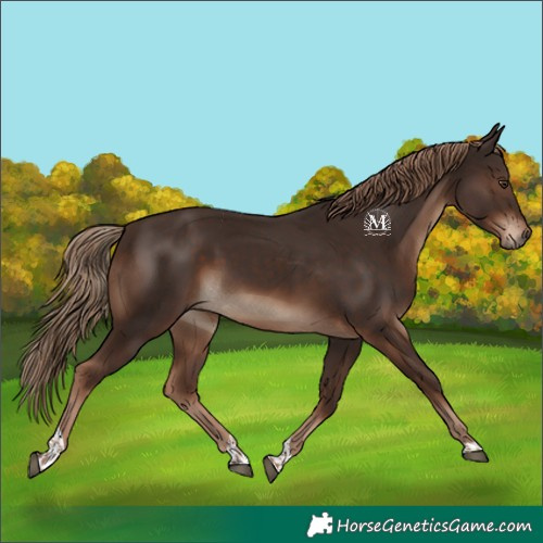 Horse Color:Liver Chestnut Tobiano Rabicano 