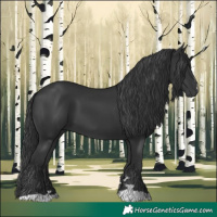Horse Color:Black 