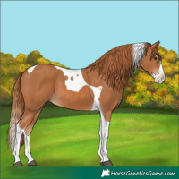 Horse Color:Chestnut Splash Tobiano 