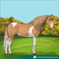 Horse Color:Chestnut Splash Tobiano