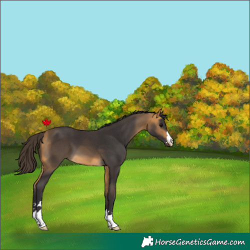 Horse Color:Buckskin 