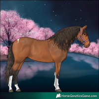 Horse Color:Bay Tobiano 