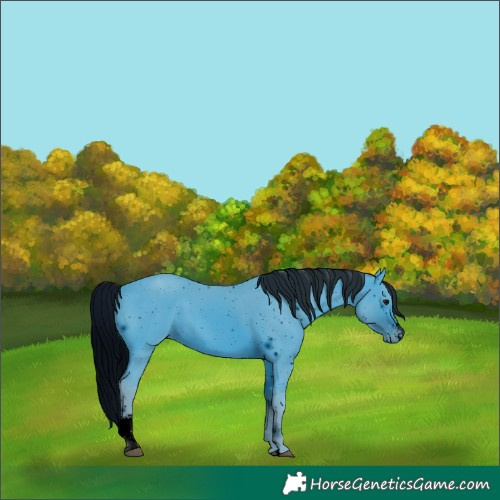 Horse Color:ERROR: UNKNOWN ANOMALY