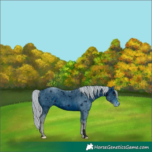 Horse Color:ERROR: UNKNOWN ANOMALY