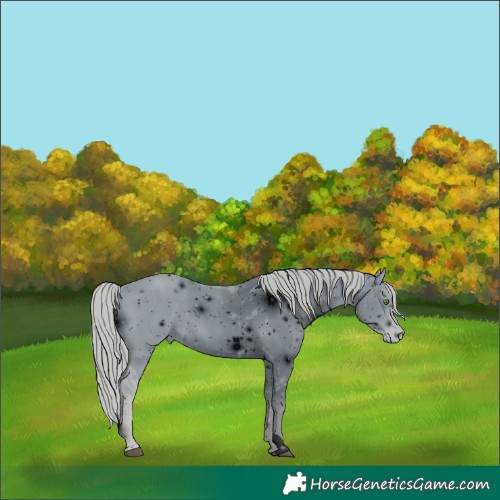 Horse Color:ERROR: UNKNOWN ANOMALY