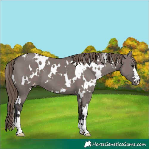 Horse Color:White Spotted Smoky Grullo Varnish