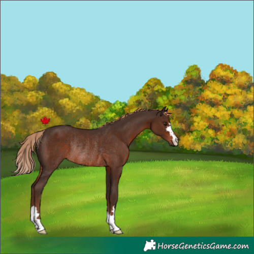 Horse Color:Liver Chestnut Rabicano
