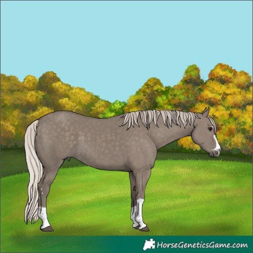 Horse Color:Silver Grullo 