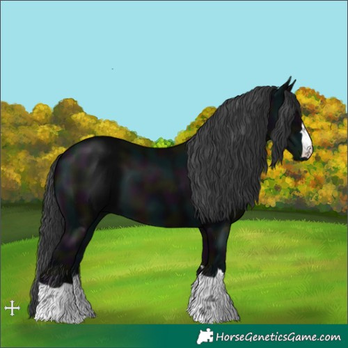 Horse Color:Midnight Black 