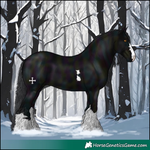 Horse Color:Midnight Black 