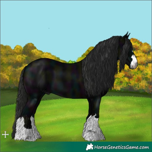 Horse Color:Gray Midnight Black 