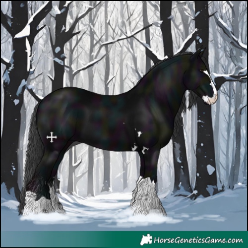 Horse Color:Midnight Black 