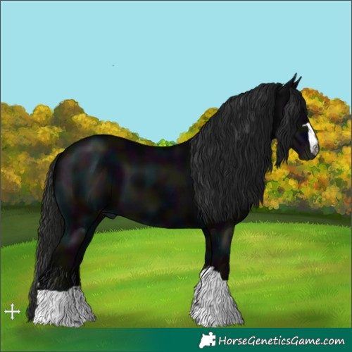 Horse Color:Gray Midnight Black 