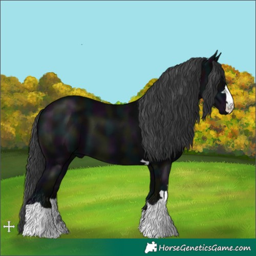 Horse Color:Midnight Black 