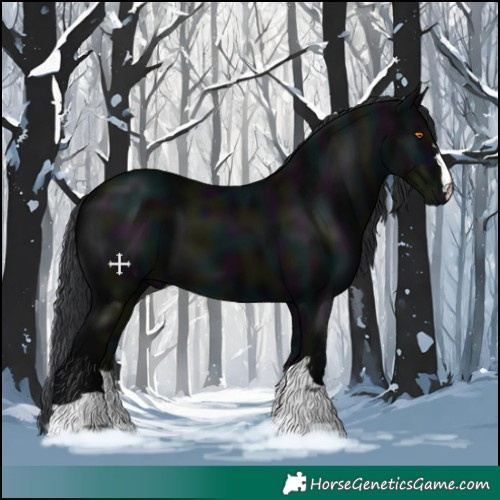 Horse Color:Midnight Black 
