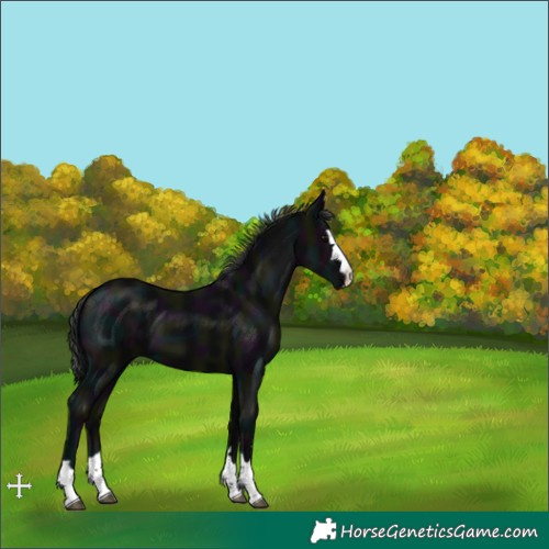 Horse Color:Midnight Black 