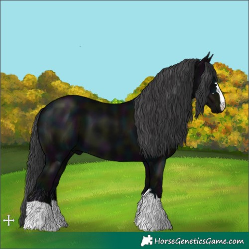 Horse Color:Midnight Black 
