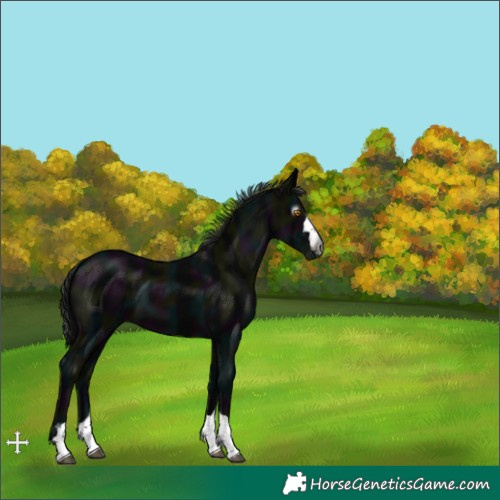 Horse Color:Gray Midnight Black 