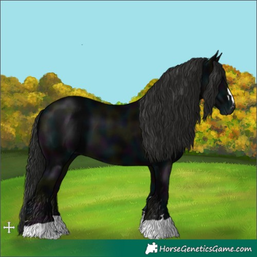 Horse Color:Gray Midnight Black 