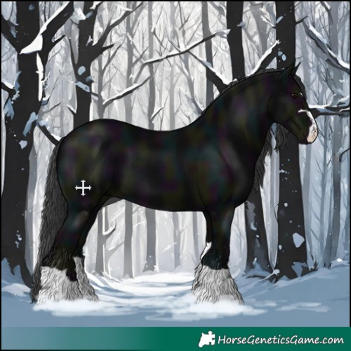 Horse Color:Midnight Black 