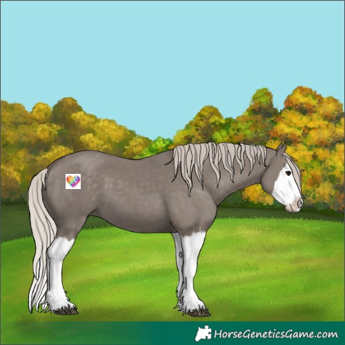 Horse Color:Silver Grullo Splash
