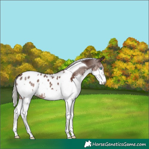 Horse Color:Silver Black Splash Tobiano Appaloosa 