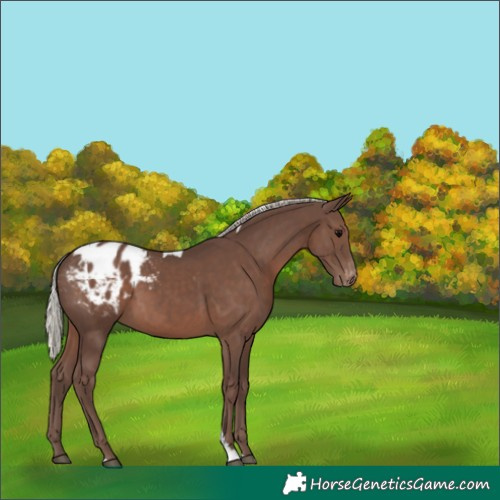 Horse Color:Silver Black Tobiano Appaloosa