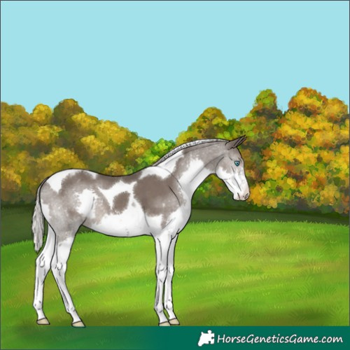 Horse Color:Silver Black Splash Tobiano Varnish 