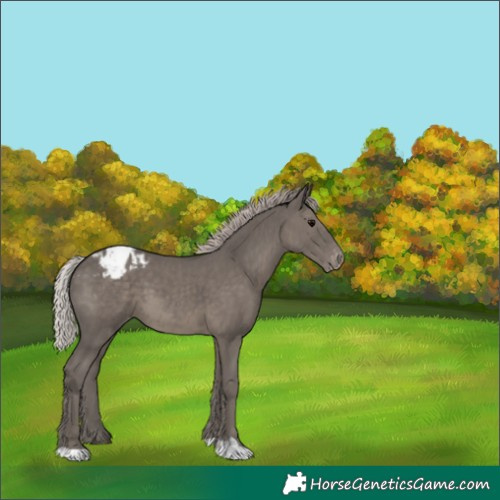 Horse Color:Silver Black Appaloosa 