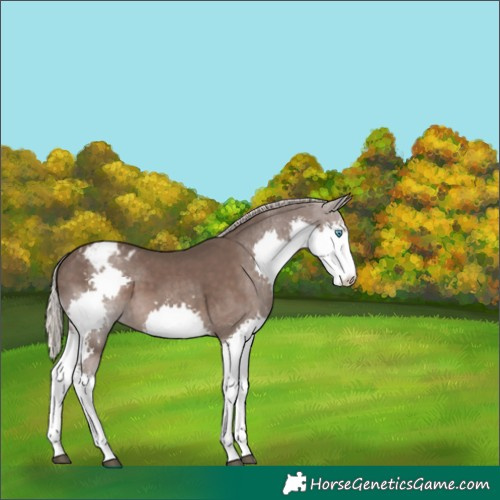 Horse Color:Silver Black Splash Appaloosa 
