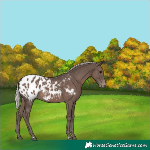 Horse Color:Silver Black Appaloosa