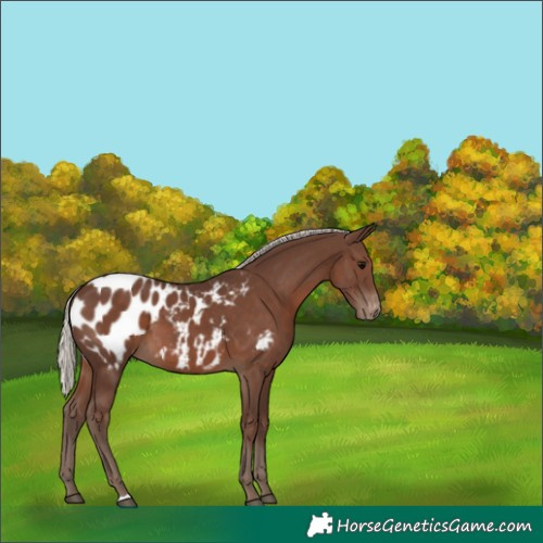 Horse Color:Silver Black Blanket 