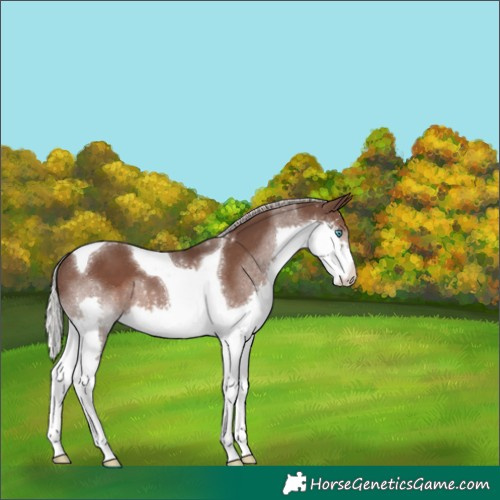 Horse Color:Silver Black Splash Tobiano 