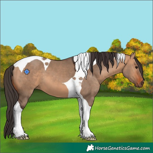 Horse Color:Bay Dun Tobiano