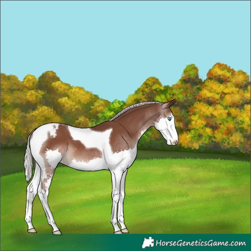 Horse Color:Silver Black Splash Tobiano Varnish 