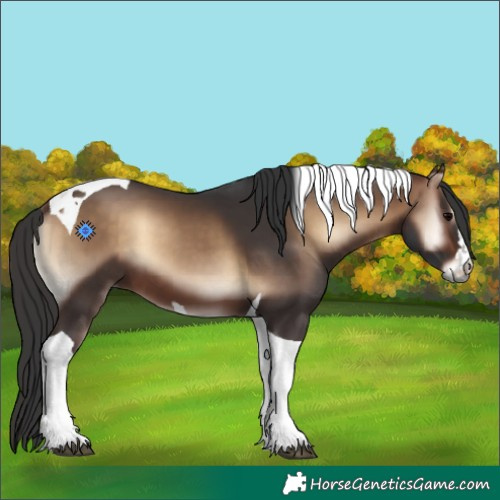 Horse Color:Bay Onyx Tobiano 